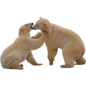 Polar white bear PNG-23519